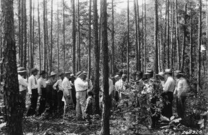 Extension's first forester discusses woodland thinning